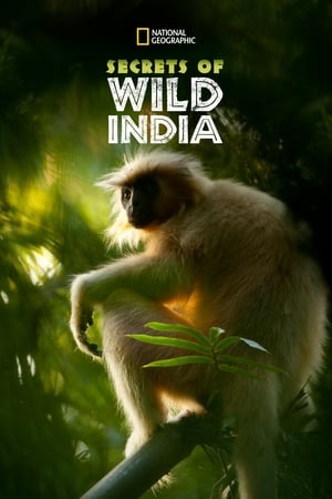 Secrets of Wild India-hd