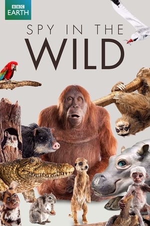Spy in the Wild-hd