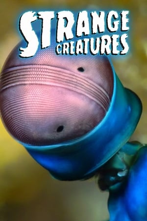 Strange Creatures Strange Creatures-hd