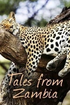 Tales from Zambia Tales from Zambia-hd