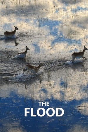The Flood The Flood-hd
