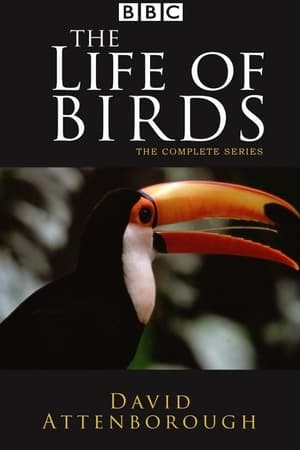 The Life of Birds The Life of Birds-hd