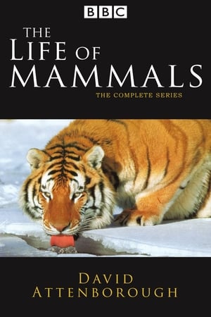 The Life of Mammals The Life of Mammals-hd
