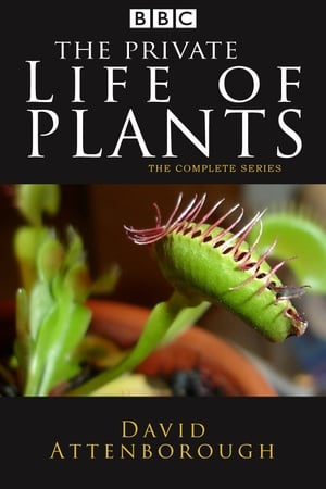 The Private Life of Plants The Private Life of Plants-hd