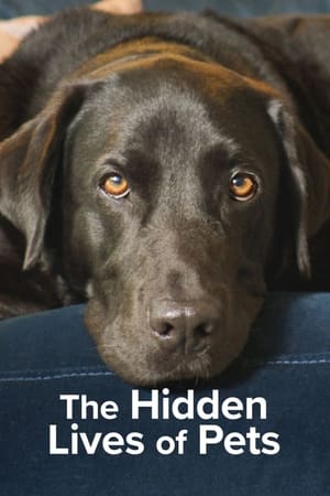 The Secret Life of Our Pets The Secret Life of Our Pets-hd