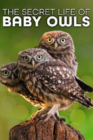 The Secret Life of Owls-hd