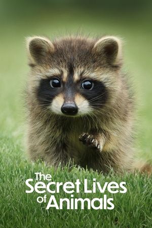 The Secret Lives of Animals The Secret Lives of Animals-hd