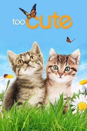 Too Cute Too Cute-hd