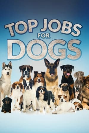 Top Jobs for Dogs-hd