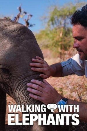 Walking With Elephants-hd