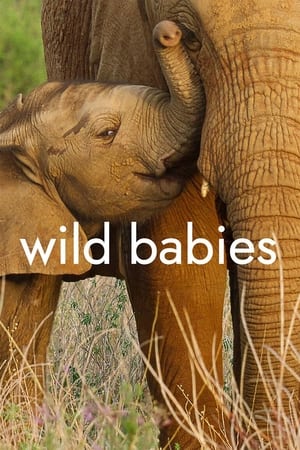 Wild Babies Wild Babies-hd