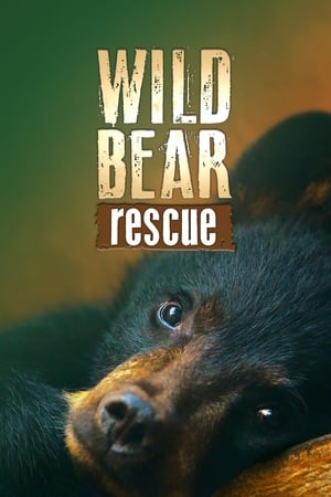 Wild Bear Rescue Wild Bear Rescue-hd