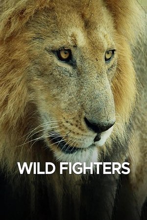Wild Fighters-hd