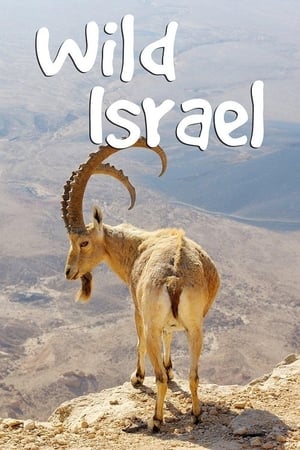 Wild Israel Wild Israel-hd