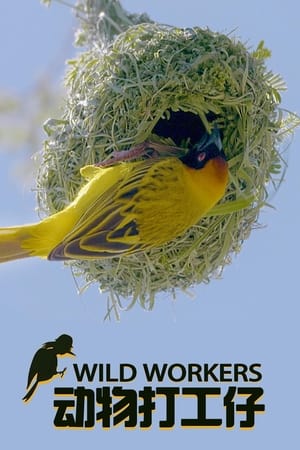 Wild Workers-hd