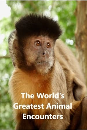 World's Greatest Animal Encounters World's Greatest Animal Encounters-hd